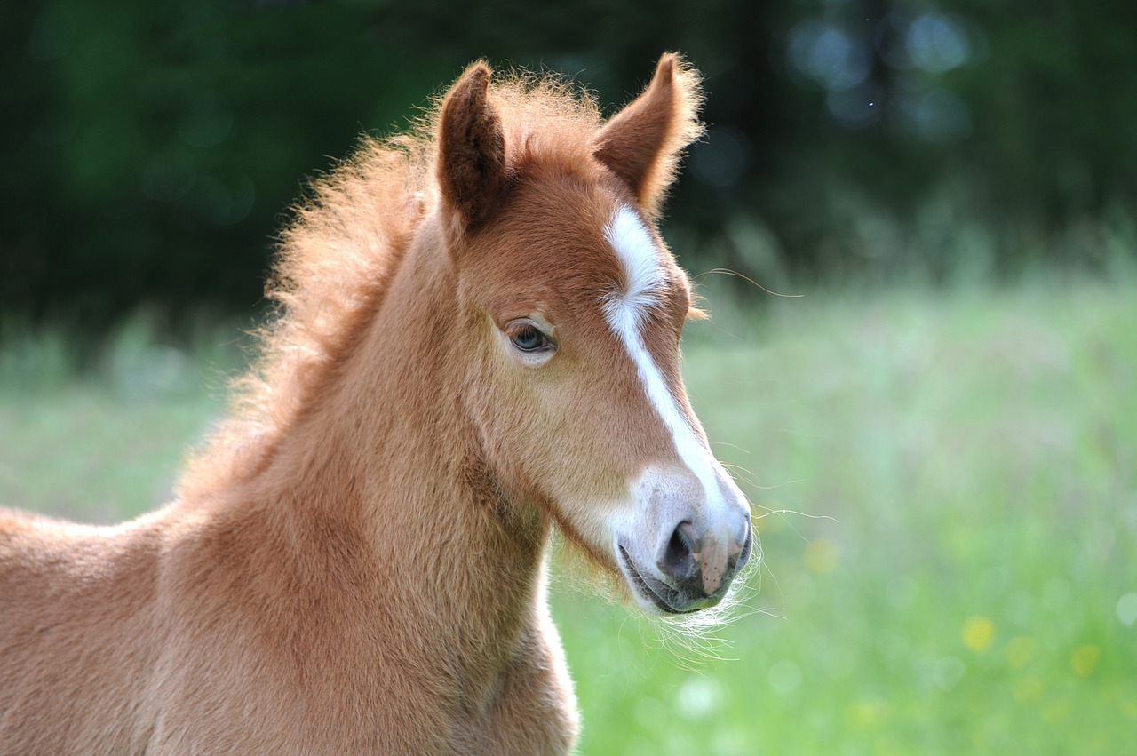 Image - foal iceland foal iceland horse