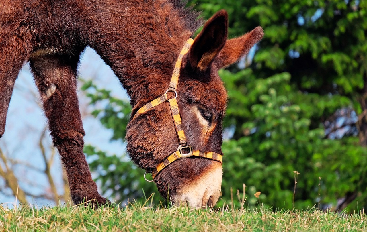 Image - donkey mule animal beast of burden