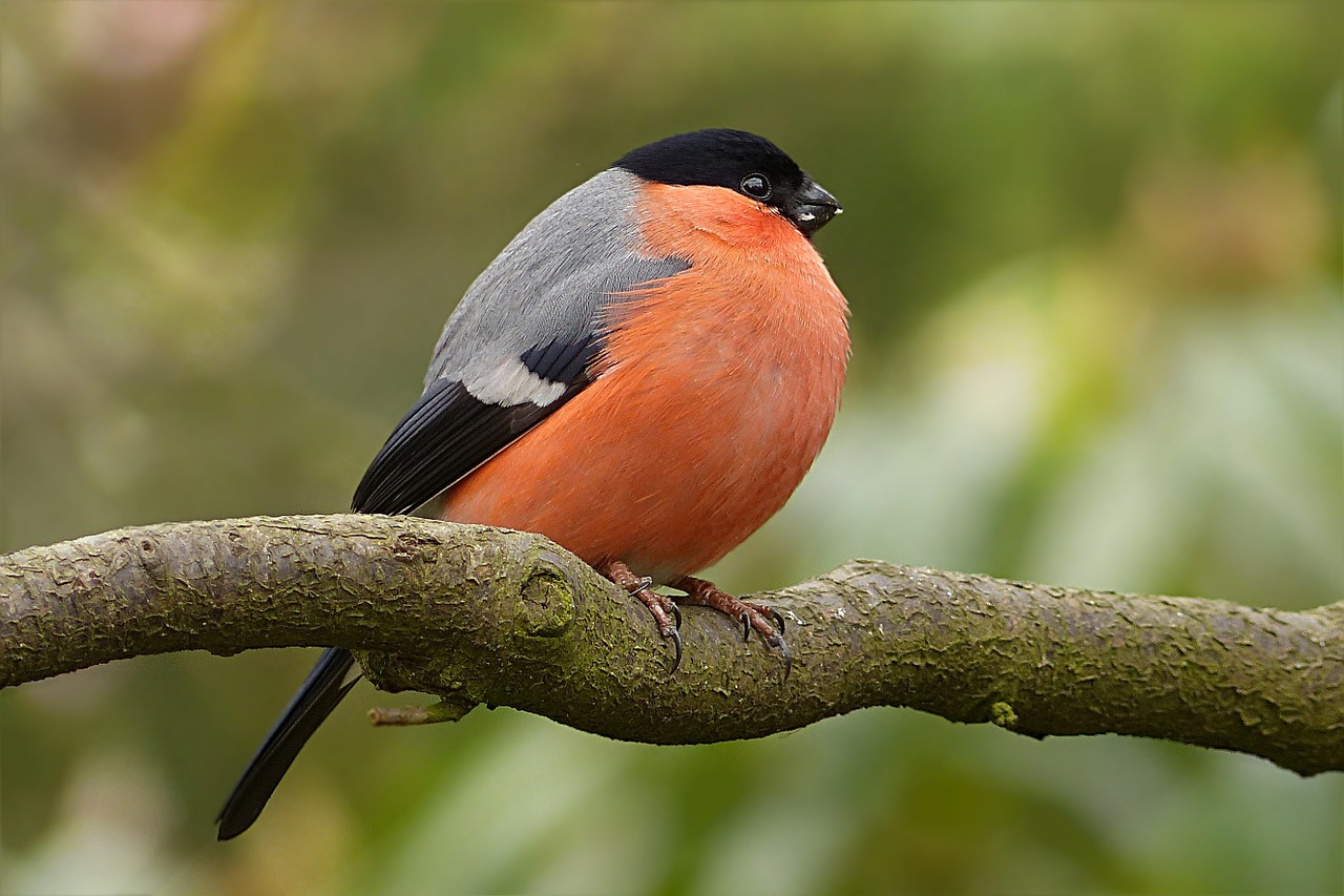 Image - bullfinch pyrrhula bird male tree