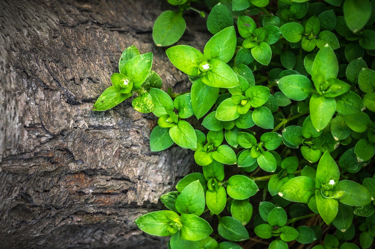 Image - plants hwalyeob leaf nature wood