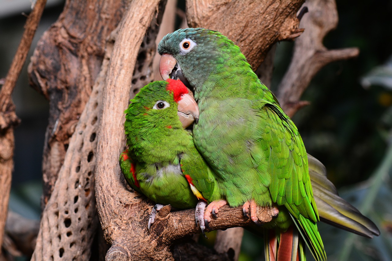 Image - parrot parrots green lovebirds