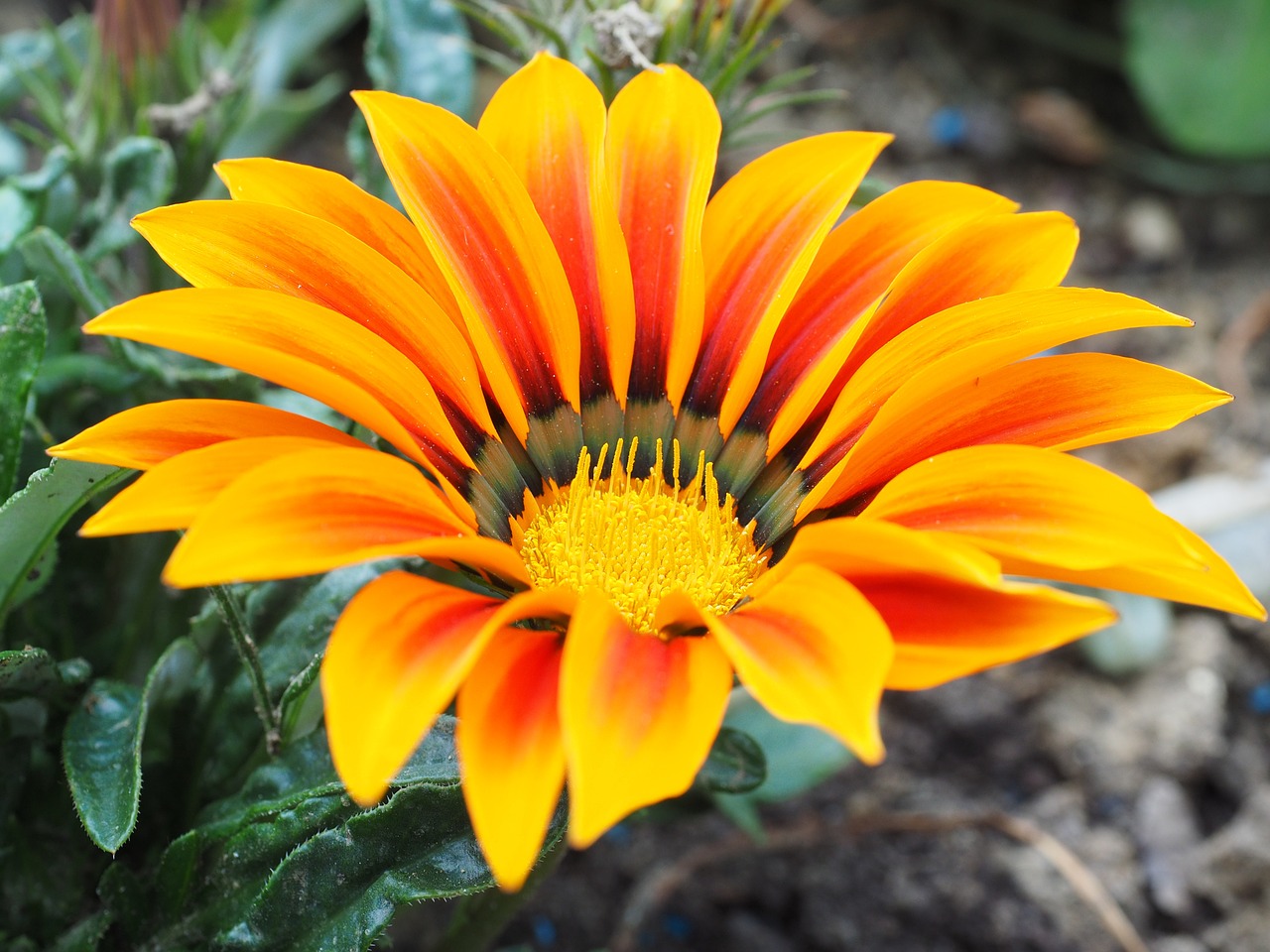 Image - gazanie flower blossom bloom