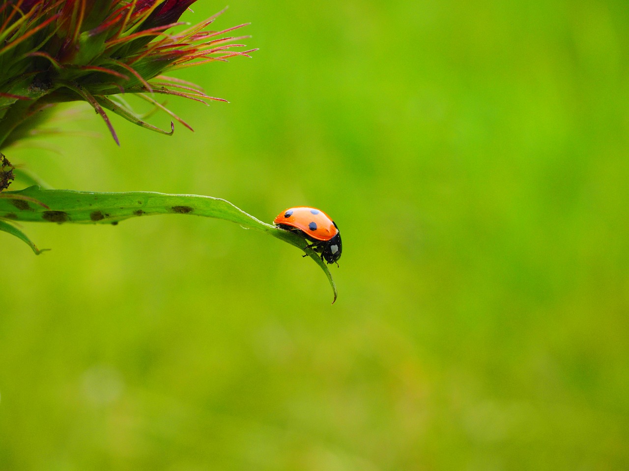 Image - ladybug coccinellidae beetle