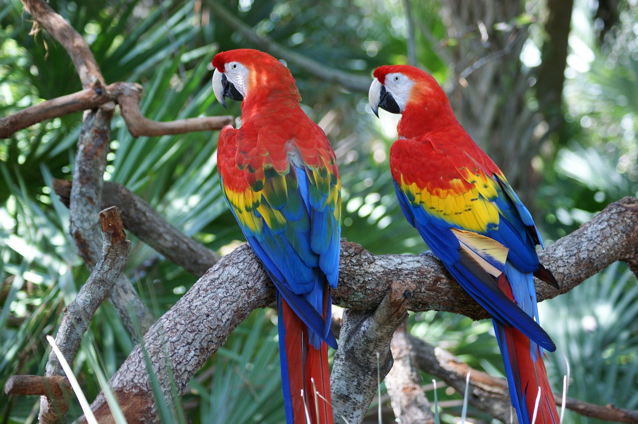 Image - macaw red parrot bird colorful