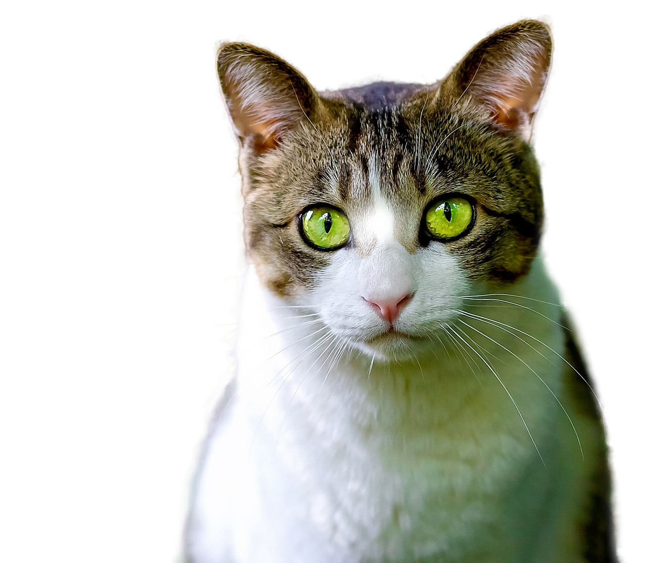 Image - cat isolated feline render png