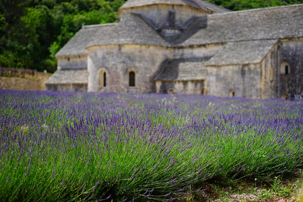 Image - lavender flowers blue