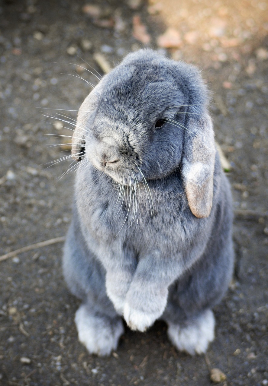 Image - bunny rabbit animal pet cute