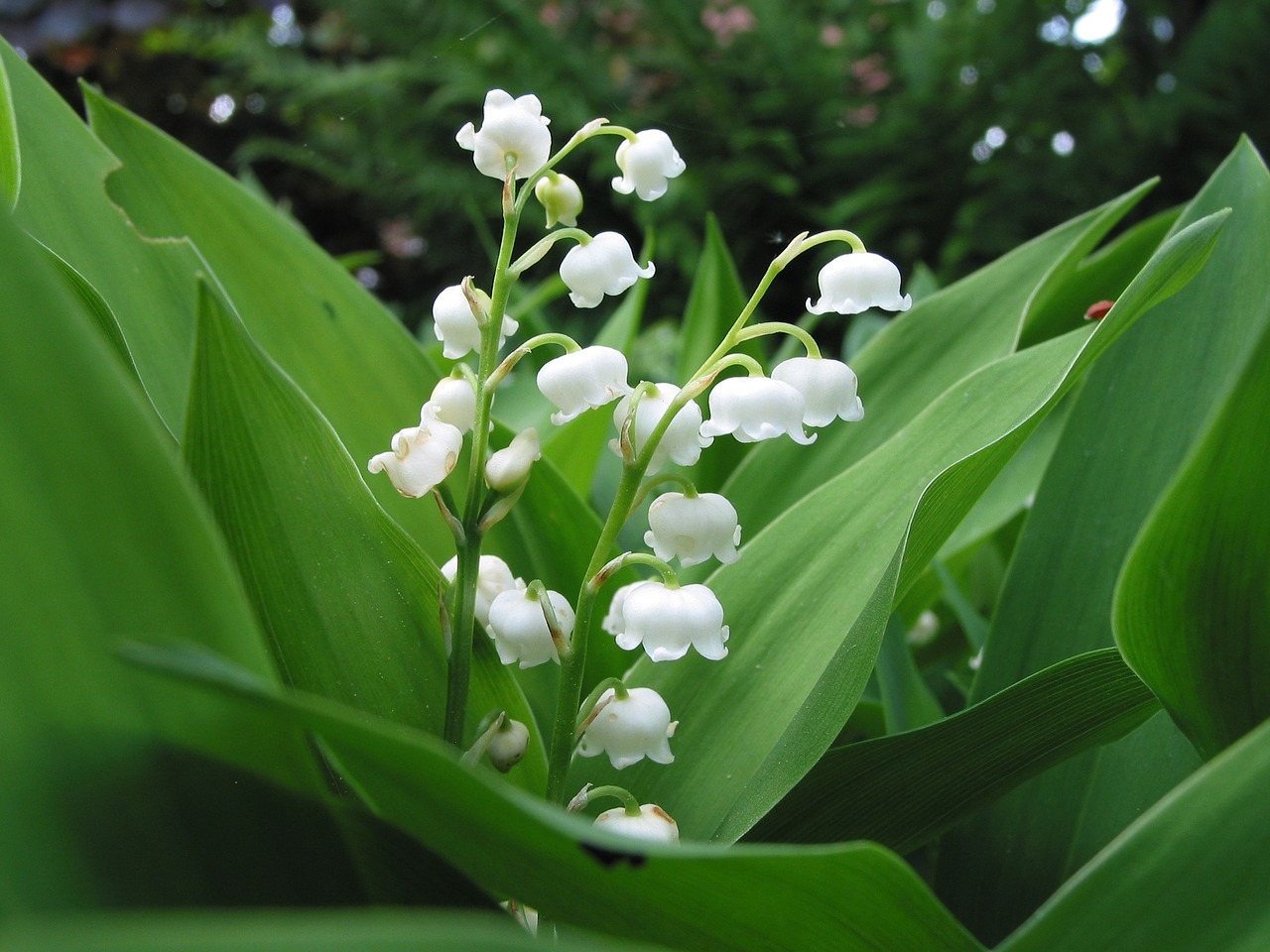 Image - lily of the valley spring frisch