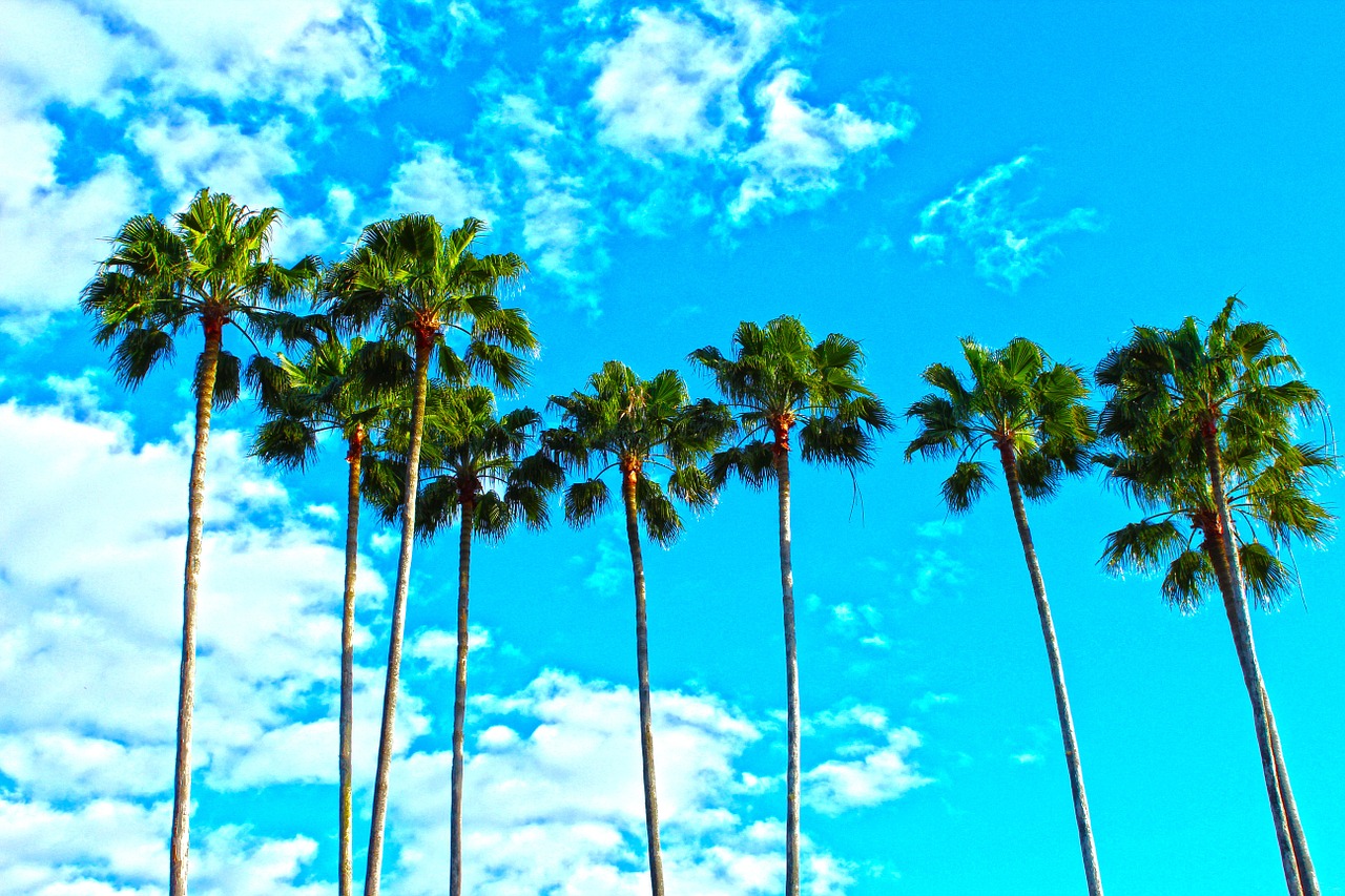 Image - palm trees florida tropical sky