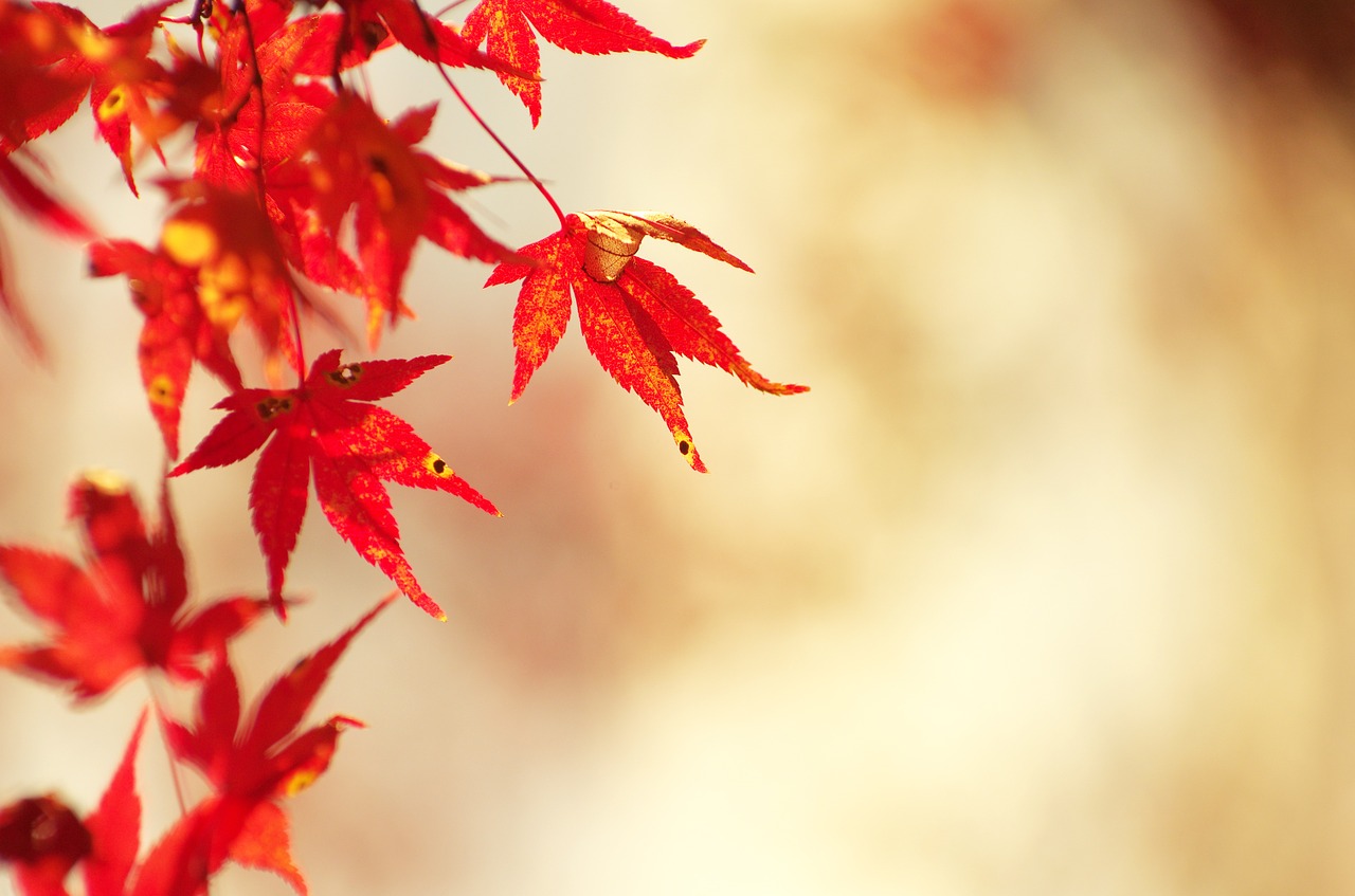 Image - autumnal leaves maple autumn woods