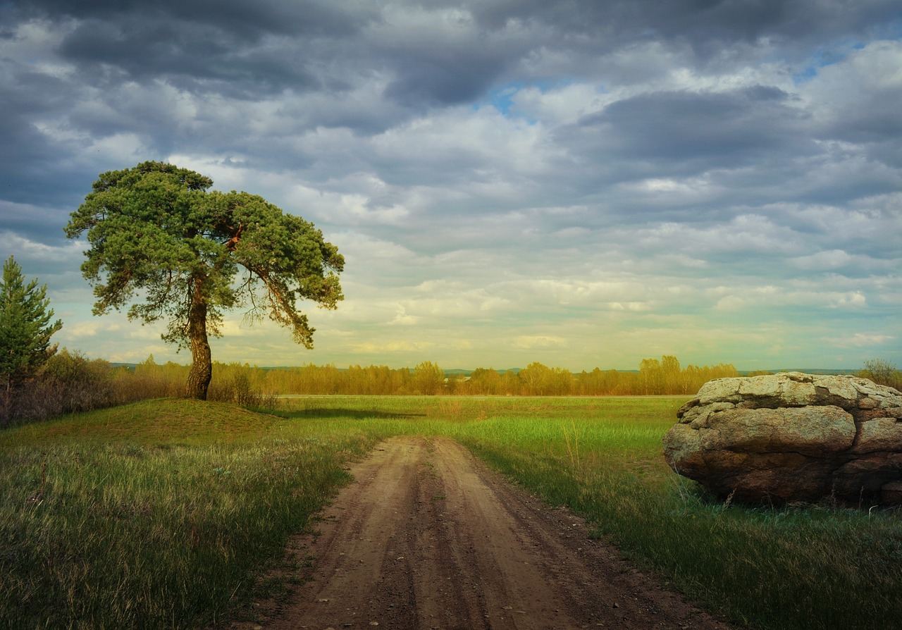 Image - forest landscape nature summer sky