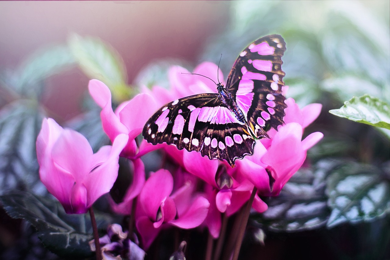 Image - pink butterfly butterfly