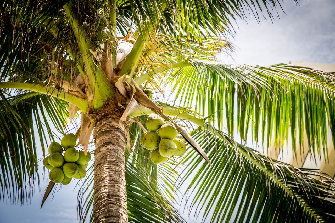 Image - beach tree palm coconuts