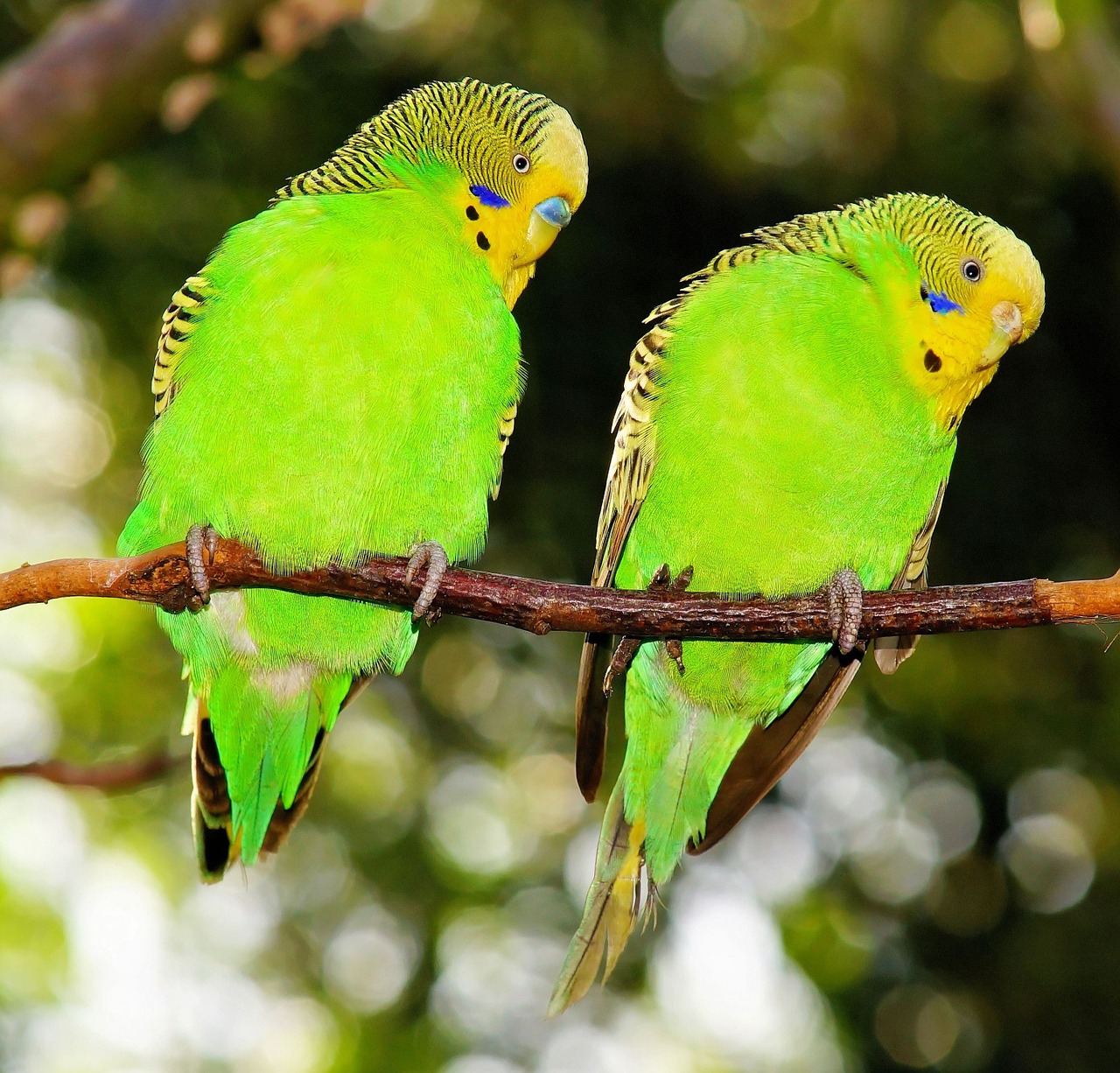 Image - birds budgerigars green green bird