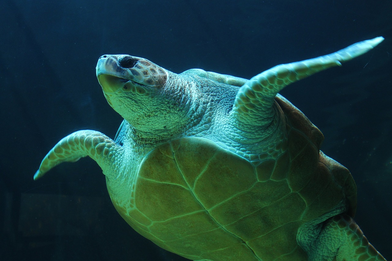 Image - underwater turtle sea turtle