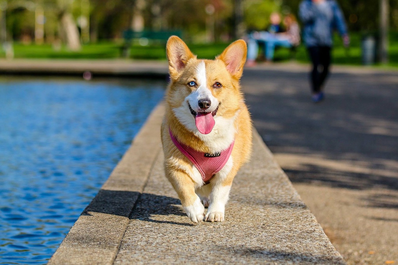 Image - animal dog pet park corgi