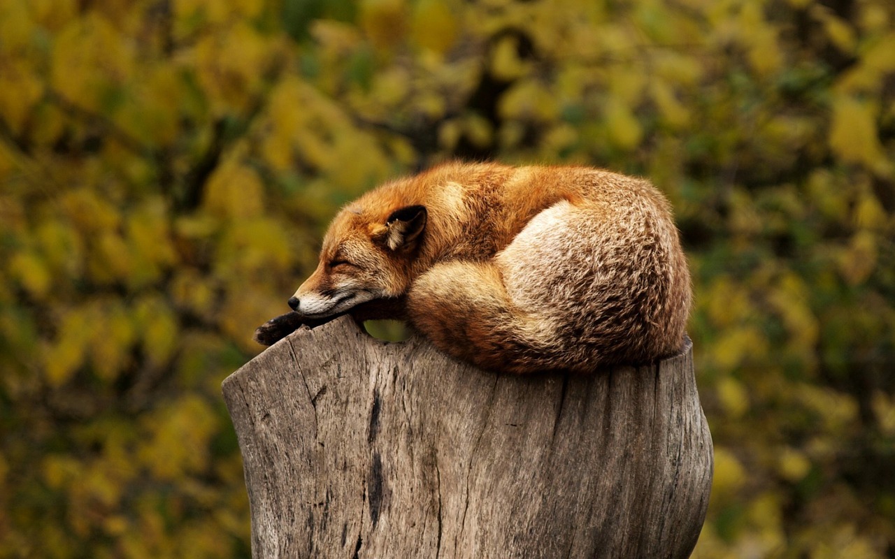 Image - fox tree stump sleeping resting