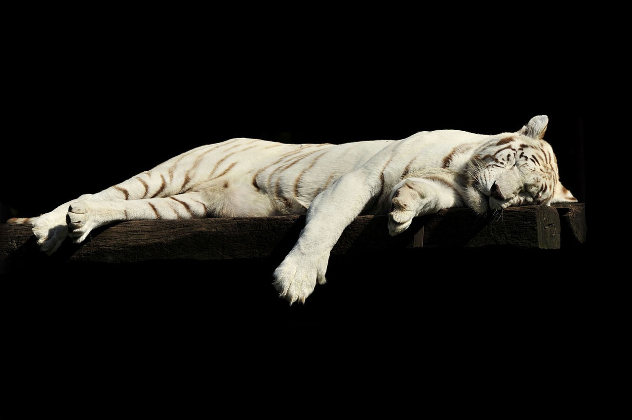 Image - tiger lazy sleeping white animal