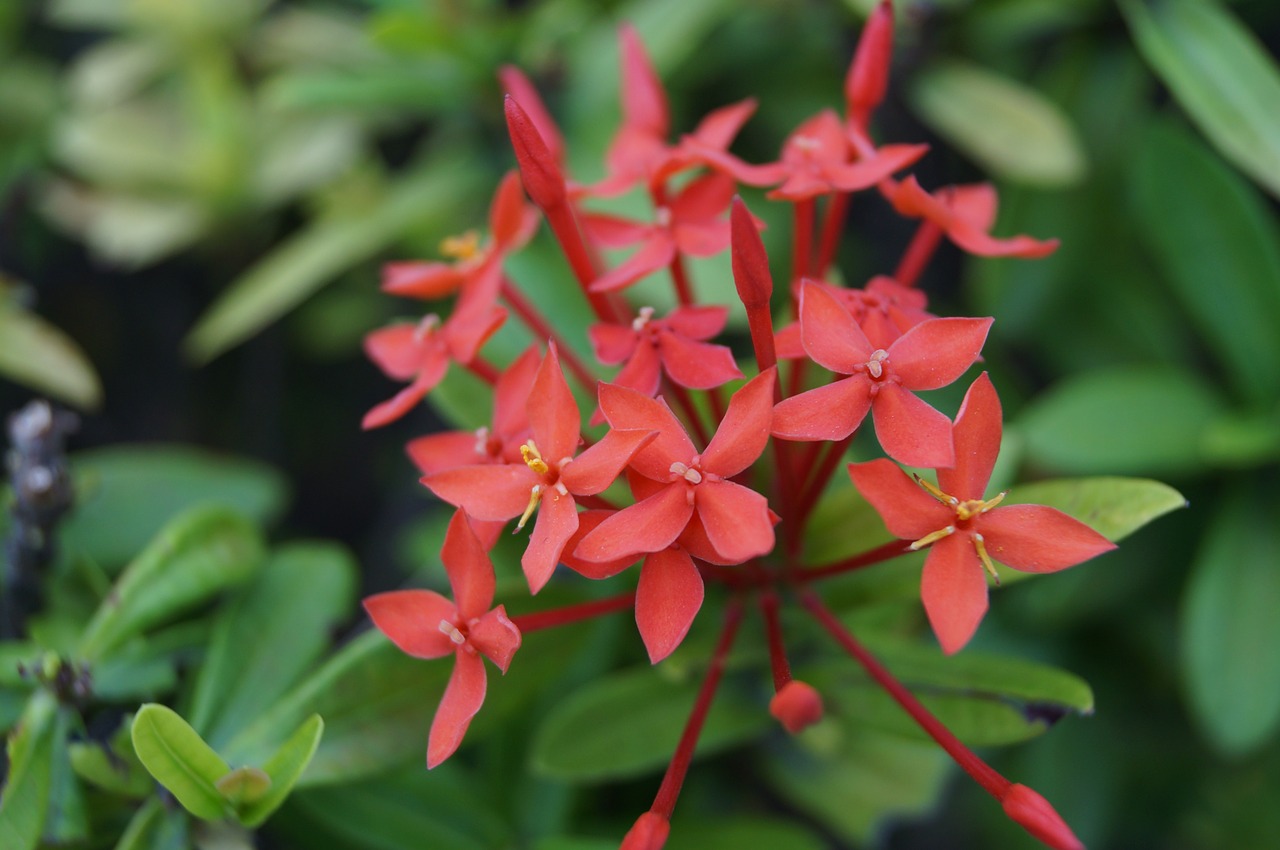 Image - flower nature garden plant color