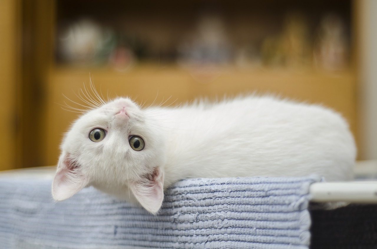 Image - kitten cute cat white domestic