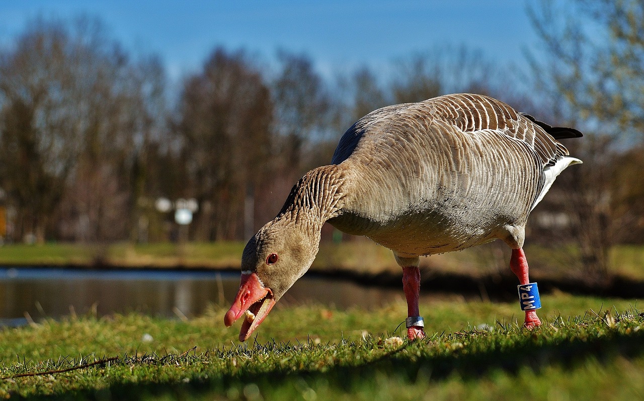 Image - goose bird feather eat bread