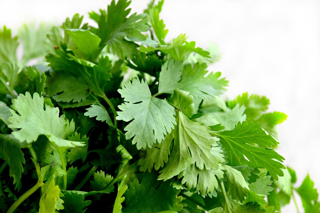 Image - cilantro herbs food green cuisine