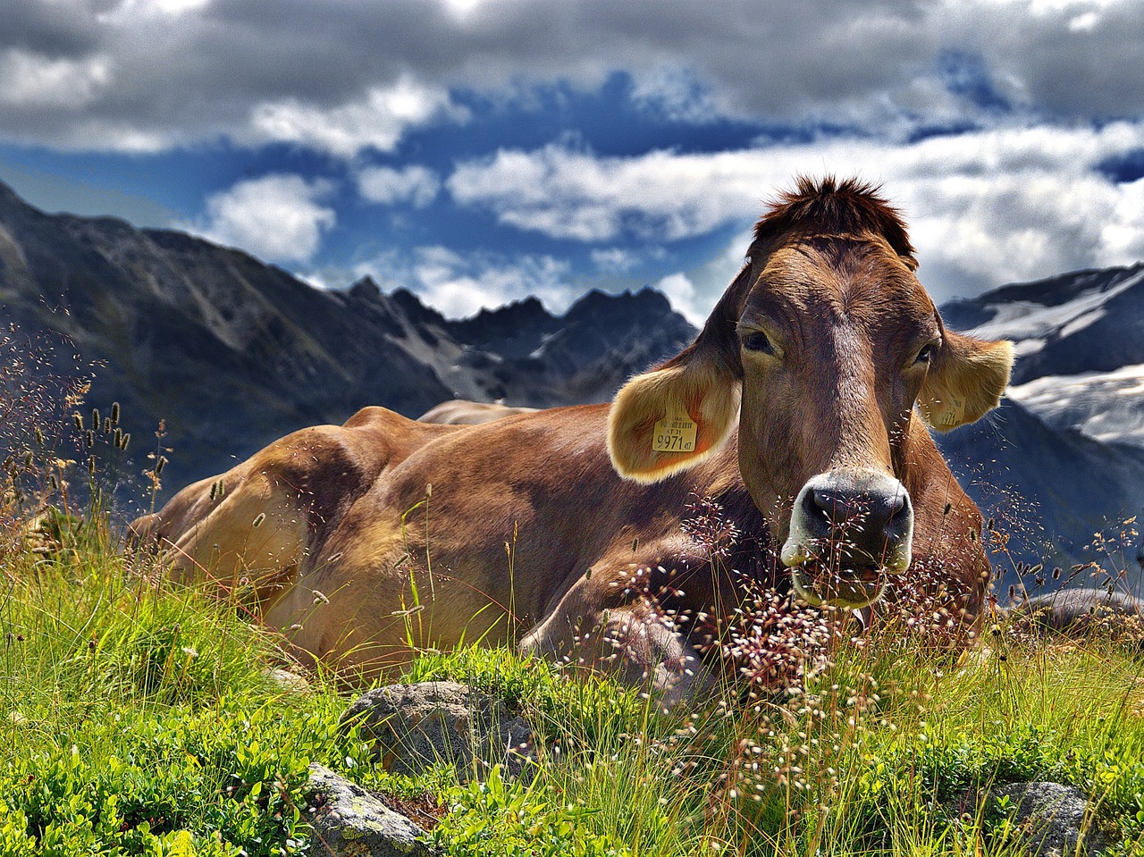 Image - cow the alps mountains rest clouds