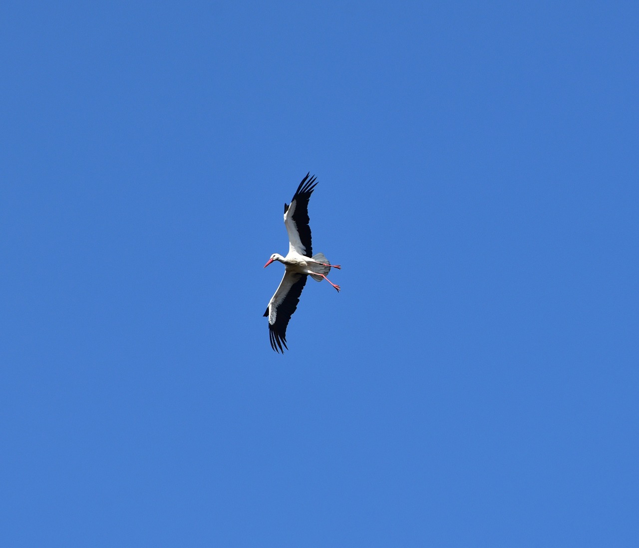 Image - stork sky fly black white bill
