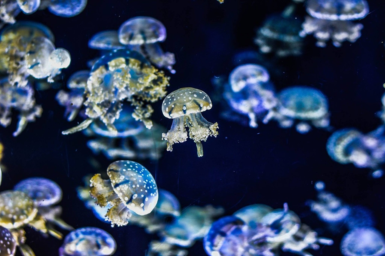 Image - jellyfish aquarium tropical fish