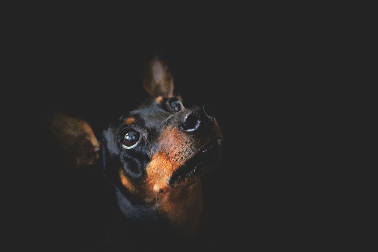 Image - dog pet animal black breed young
