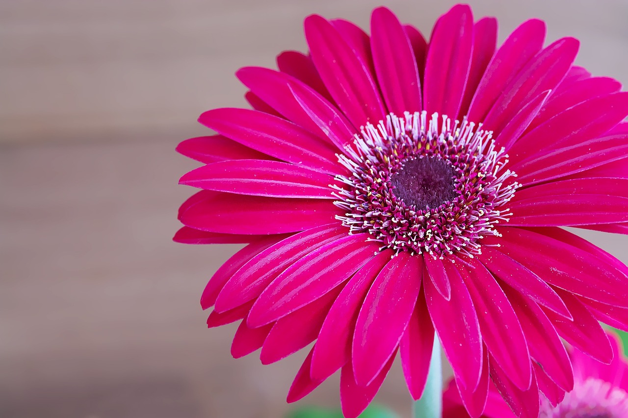 Image - gerbera flower blossom bloom