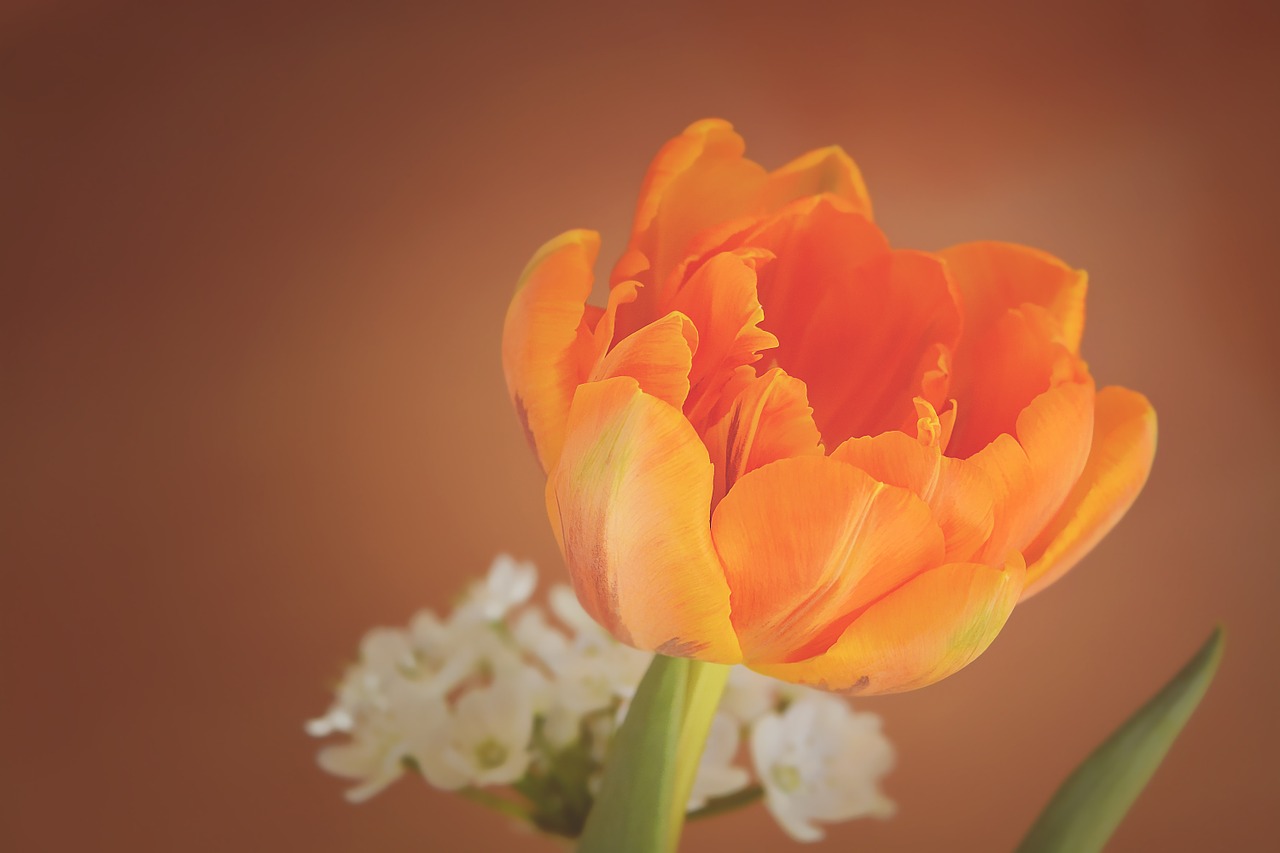 Image - tulip flower blossom bloom orange