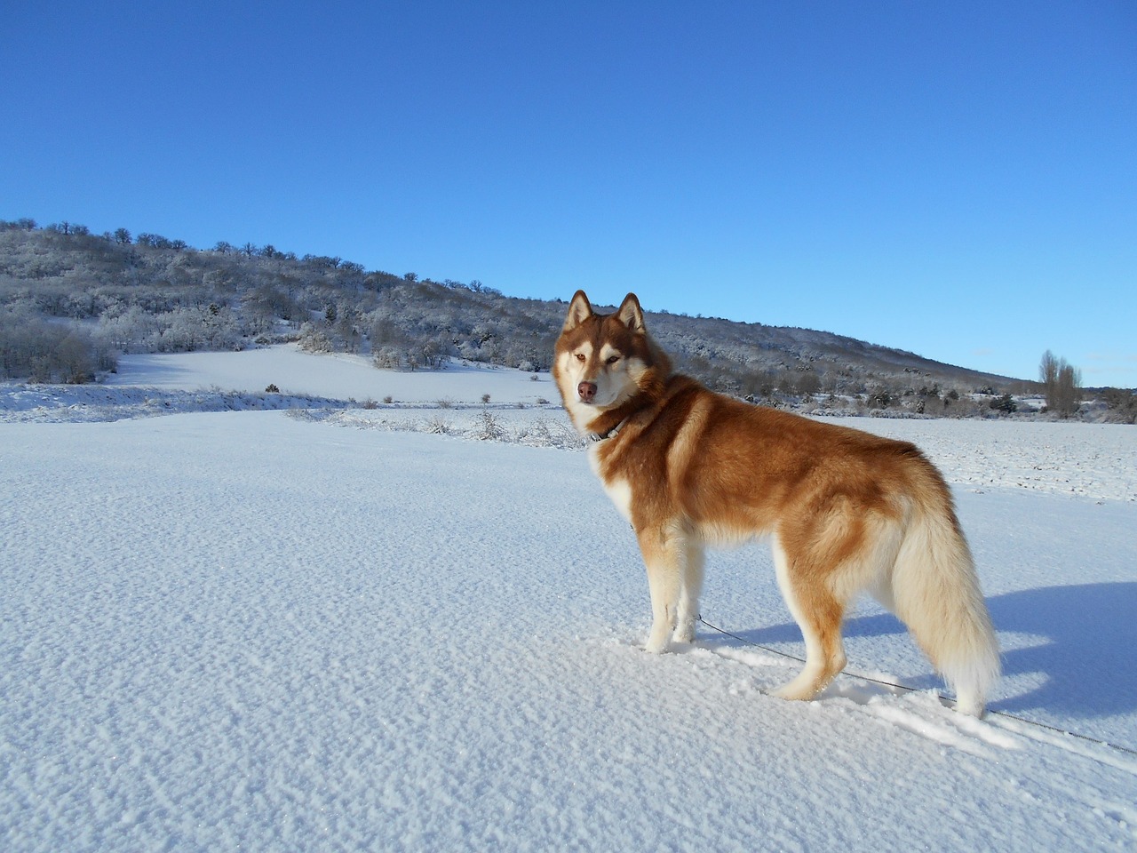 Image - siberian husky dog pet inuki