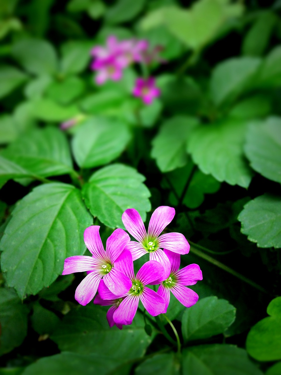 Image - wild grass flowers pink june