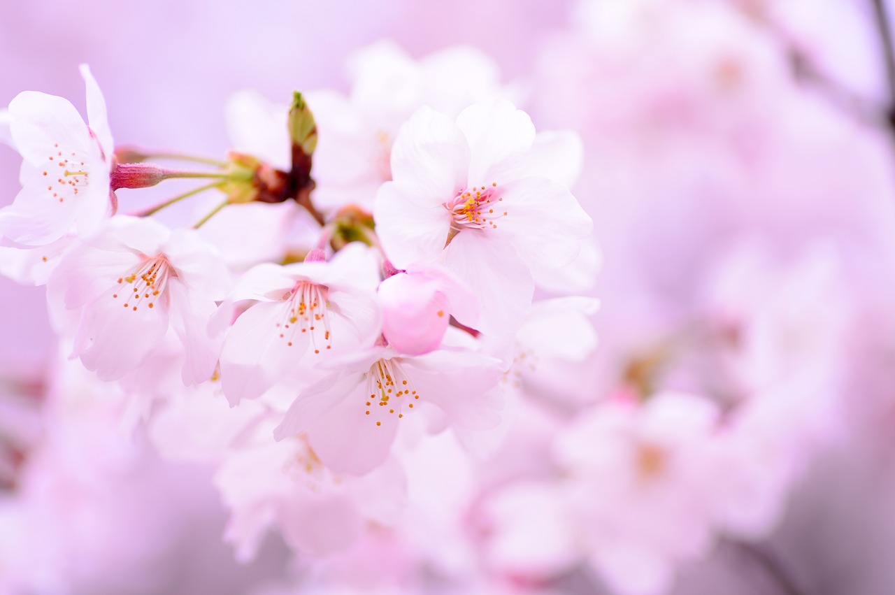 Image - plant spring flowers japan pink