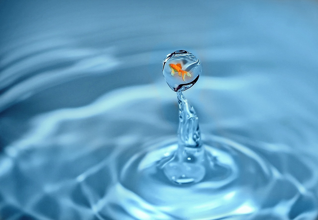 Image - drop of water goldfish fish water