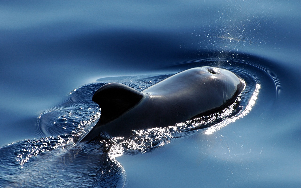 Image - wal marine mammals pilot whale