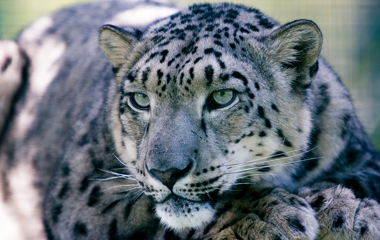 Image - snow leopard big cat animal mammal