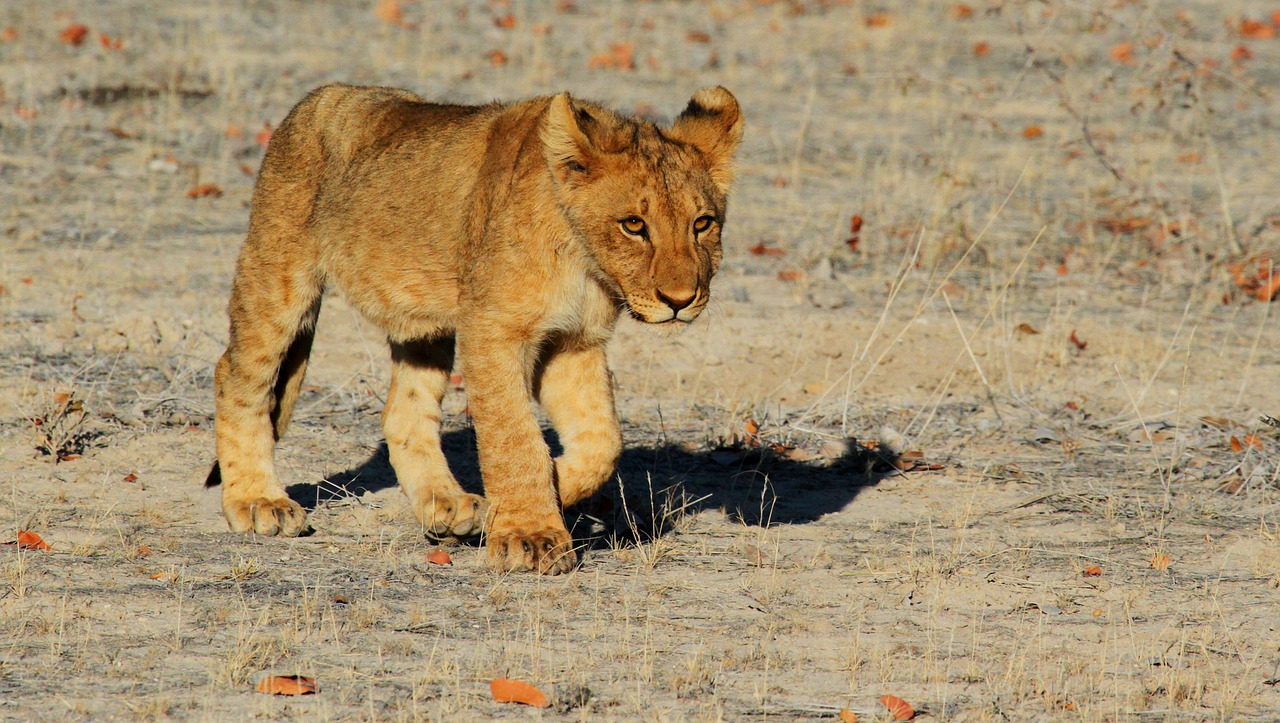 Image - lion etosha namibia africa safari