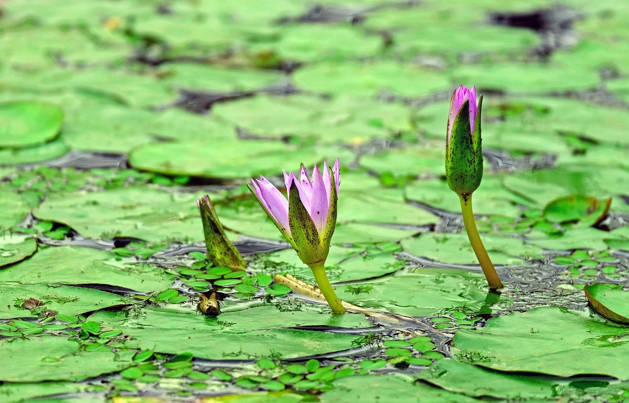 Image - water lily aquatic plant blossom