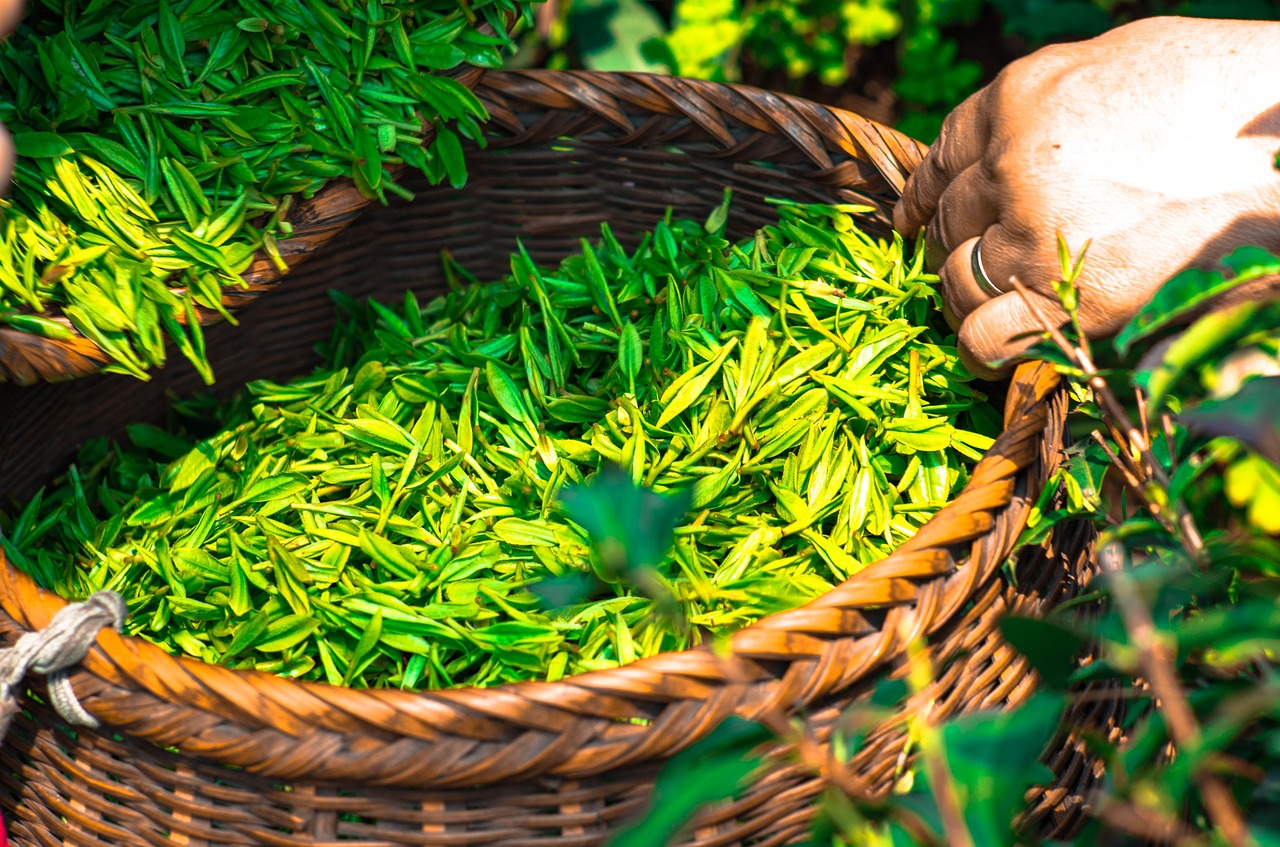 Image - tea leaf china green tea leaves