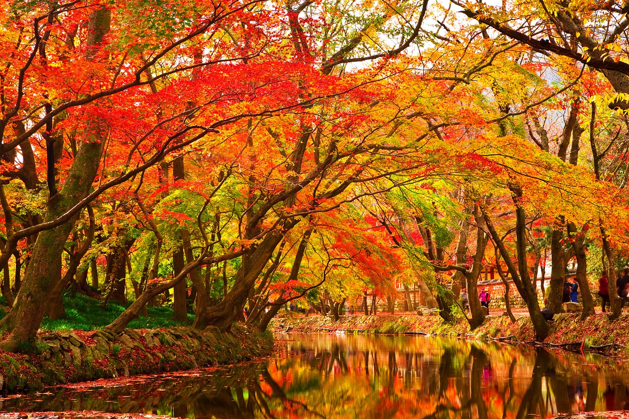 Image - autumn leaves wood autumn
