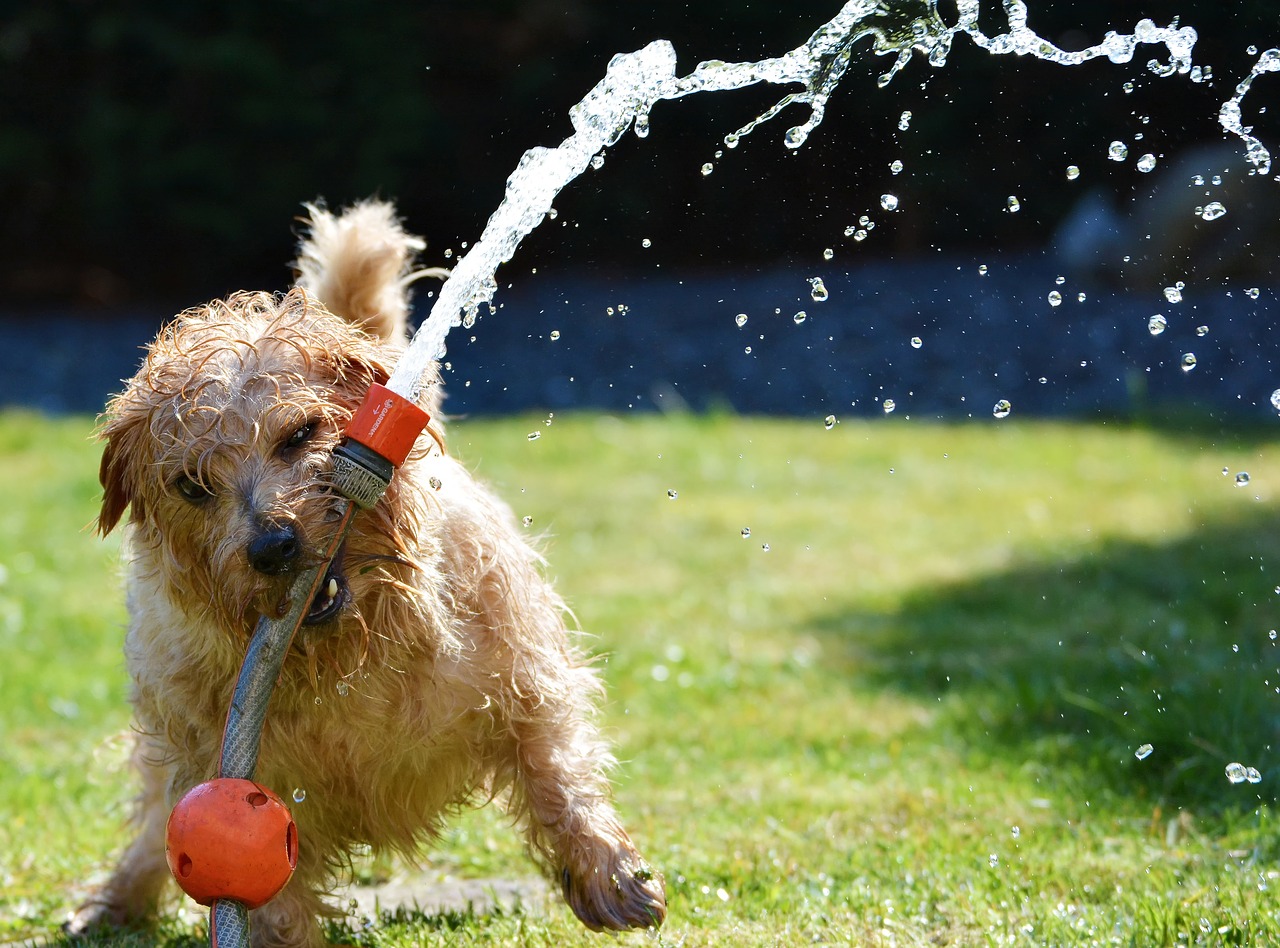 Image - dog garden terrier fun