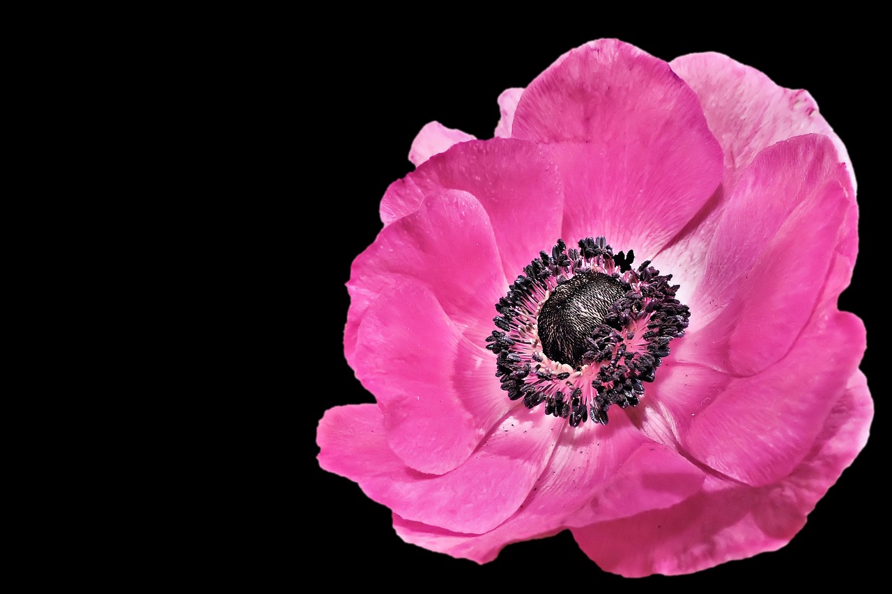 Image - anemone spring blossom bloom pink