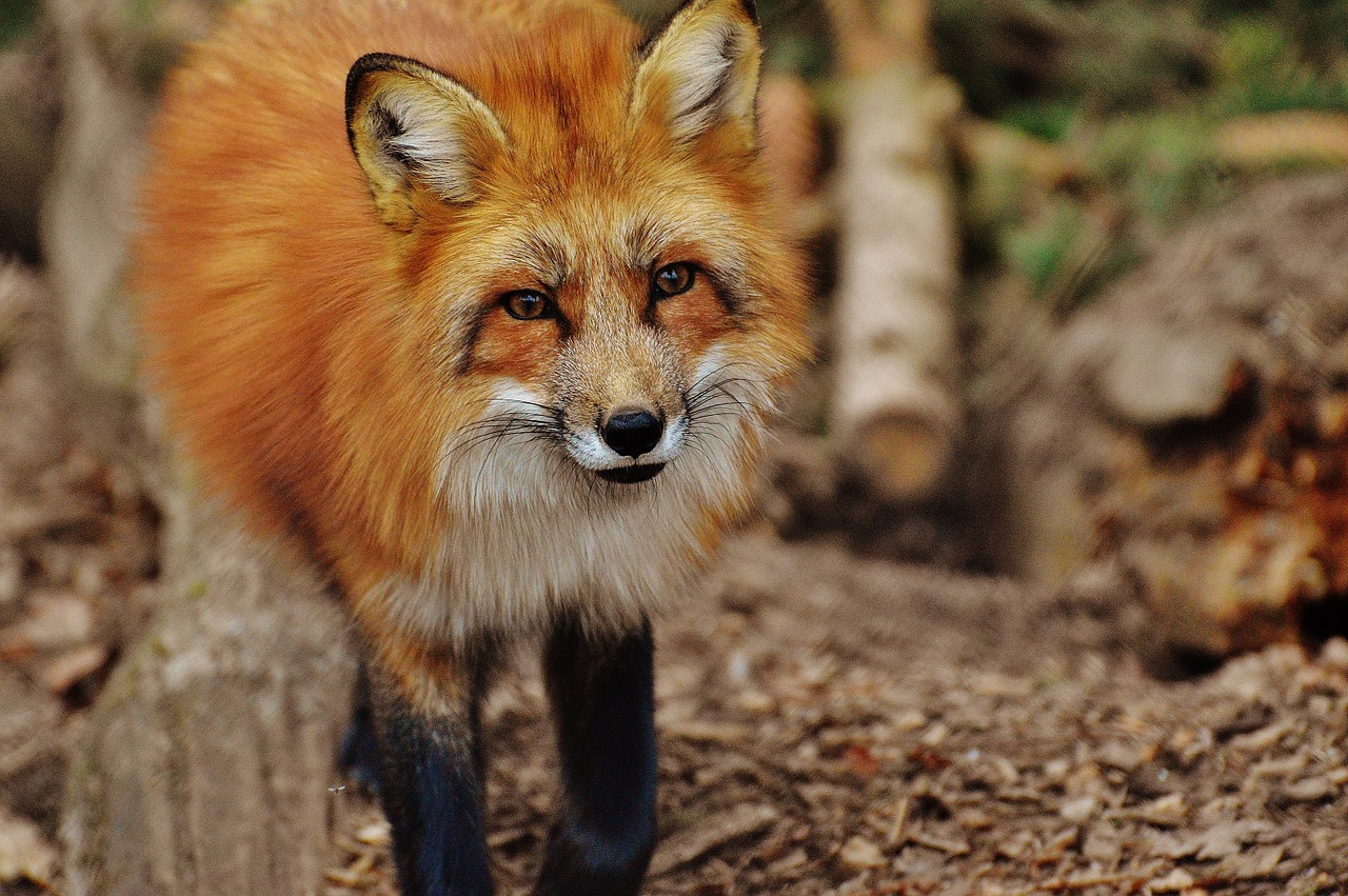 Image - fuchs wildpark poing animal