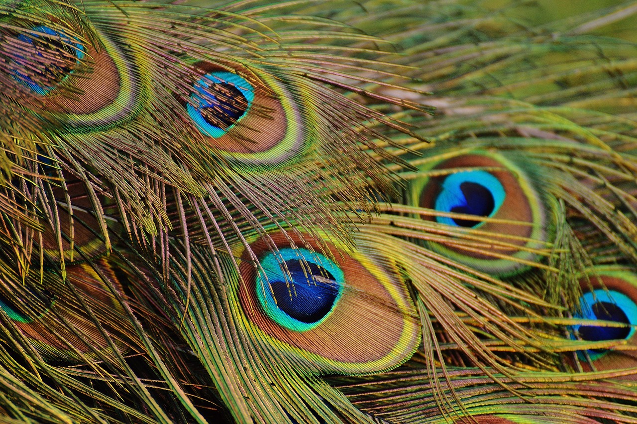 Image - peacock feathers peacock bird