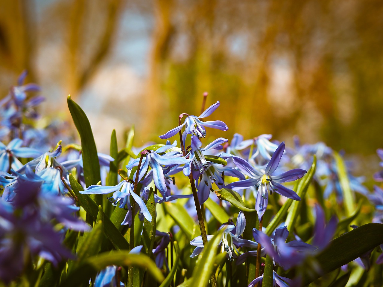 Image - bluebell flowers blue