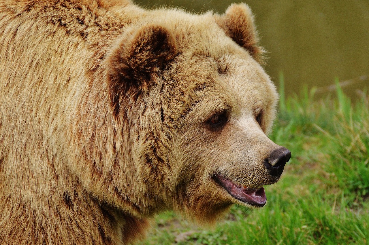 Image - bear wildpark poing brown bear