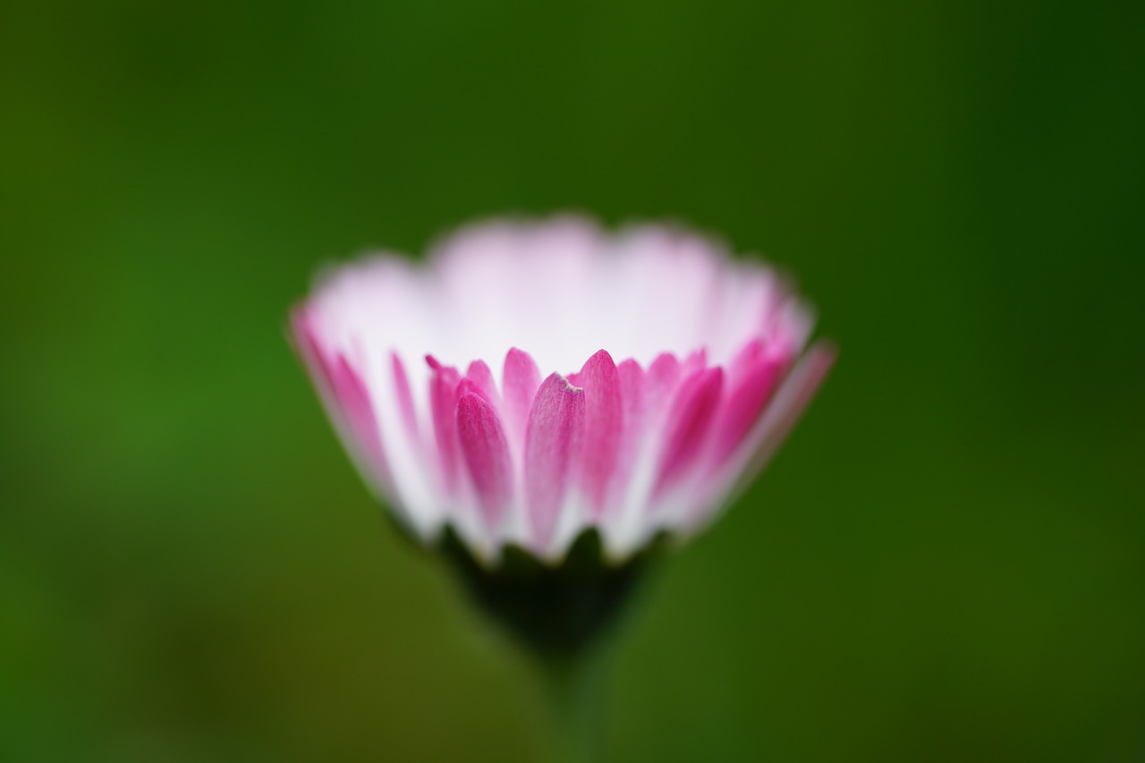 Image - daisy flower blossom bloom