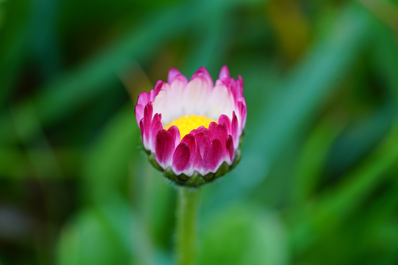 Image - daisy flower blossom bloom